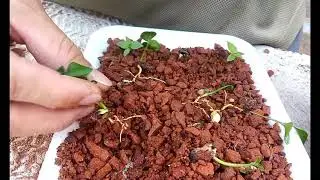 Ventaja de Germinar en Ladrillo Picado.