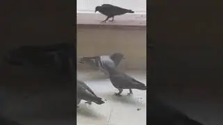 Aggressive pigeon fighting & slapping