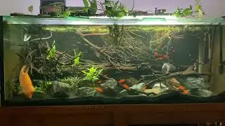 Cichlid and peaceful community fish get rocked &hellip; 