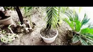 iPhone 13 Mini Video Footage With Filmic Pro Log V3