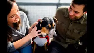 Today's Animals sex (sex for free)