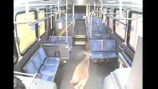 Unexpected passenger: A deer crashes into bus, breaking front window