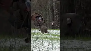 Bearded Hen - Have you ever seen a bearded hen?