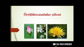Örtülütoxumlular şöbəsi