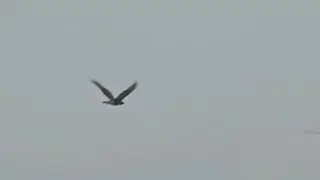 I Spy an Eagle in the Sky 👀🦅🔎 #trending #viralvideo  #viral