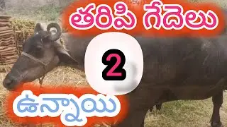 2 తరిపి గేదెలు అమ్మకానికి ఉన్నాయి,@Nelloredairychannel,#dairyfarm,#petsandanimals 