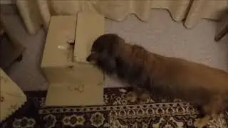 Teckel Pietje destruktiv