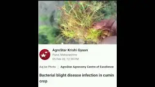 مرض اللفحة البكتيرية في الكمون Bacterial blight disease in fection in Cumin crop