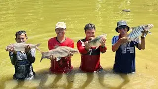 Memukat induk ikan temoleh,krai dan kelah merah