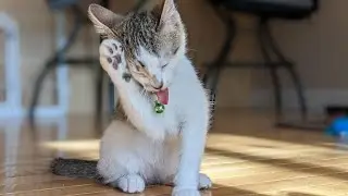 Victory! Massachusetts Becomes The 3rd U.S. State To Ban Cruel Cat Declawing🐈