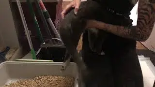 At home fecal extraction for Paraplegic cat