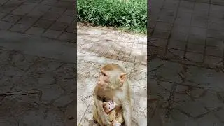 Bonding Over Biscuits: Baby Monkey's Cute Snack Time! | #shorts #short