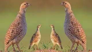 Teetar ki awaaz Teetar hunting sound Teetar ki awaz Partridge hunting sound