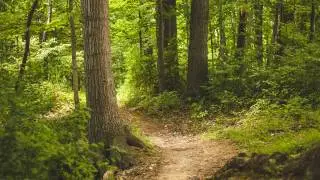 Chorale `O Traurigkeit, o Herzeleid!` BWV 404 - Johann Sebastian Bach