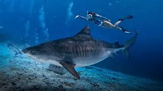 He cumplido un SUEÑO | TIBURON TIGRE