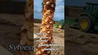 Sylvester Datepalms available. Aguirre Brothers Nursery find us on Google, Facebook or Tiktok