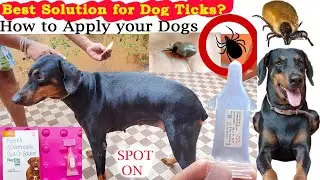 My Dogs Affected by TICKS😳😳| Really SPOT ON Works?| How To Apply SPOT ON Flea Treatment To Your Dog?