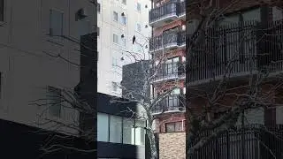 Urban wildlife in Tokyo 🇯🇵 Ravens 🐦&zwj;⬛ crows - JAPAN spring birds #tokyolife #japanvlog #japanspring