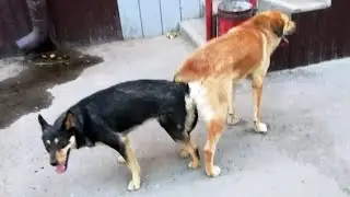 Nice to meet you. Dogs friendly mating in residential house. Free mating education.