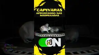CAPIVARAS APRONTANDO NAS MADRUGADAS!#IA#ChatGPT#VideoComIA#FerramentasDeIA#AIExplained#TutorialIA