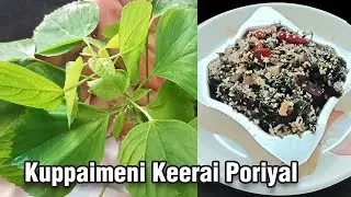 மருத்துவ குணங்கள் கொண்ட குப்பைமேனி கீரை பொரியல் | Acalypha Indica | with English subtitle | Cookrazy
