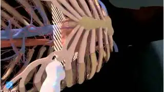 Guide 3D: Vista Apicale 4 camere - Ecogrardiografia - Ecografia SonoSite