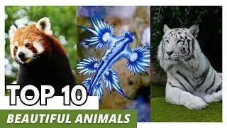 10 Most Beautiful Animals in the world !