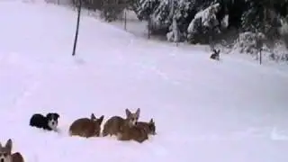Corgis Frapping In The Snow 2011