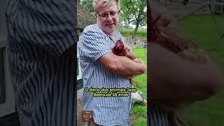 GALO E CABRITO SE UNIRAM  PARA SALVAR  ESSA GALINHA. #animais #galinha #fight #curiosidades #fly