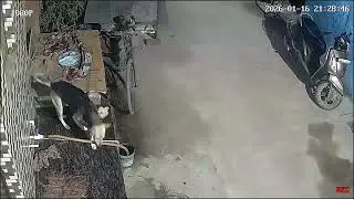 Kaalu