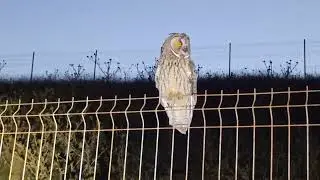 SENSATION!Owl🦉close-up sits and flies/СЕНСАЦИЯ!Сова🦉крупным планом сидит и потом улетает+ #slow #owl