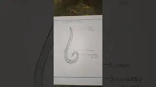 Ascaris-Male