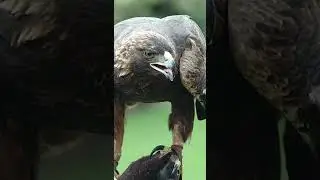 How Sharp Is an Eagle&rsquo;s Vision?