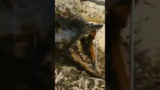 Flesh Eating Dermestid beetles time-lapse Wahoo #monsterfish #fishing #oddities #fish