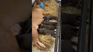 Ray Lewis meets El Titere for a very special litter on Bulldog Hill.