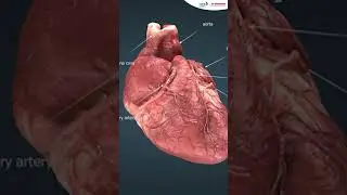 Who Controls Your Heartbeat? Myogenic Heart Explained for NEET || @SriChaitanyaAcademyNEET