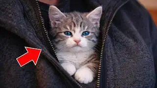 He Thought It Was a Kitten&hellip; Until the Vet Revealed the Truth