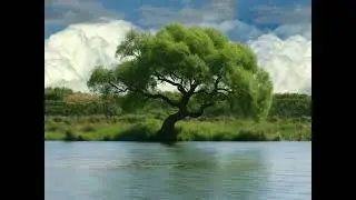 Música de naturaleza relajante melodía suave#musica #ambientmusic #viralvideo 