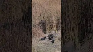 Big Red #wildlife #wyoming #grizzlybears #youtubeshorts #nationalpark #nature