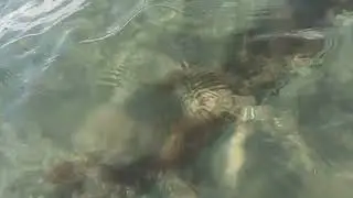 sonbaharda deniz balık güneş huzur