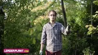Comment planter un arbre fruitier en scion ?