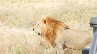 African male lion roaming#viral #wildlife #wildtv #indiansafari #animals #safari #nature #natgeo 