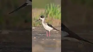 Szczudłak | Black-winged Stilt