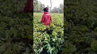 Assam tea garden
