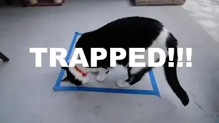 How To Trap Your Cat in a Square (in 3 easy steps)
