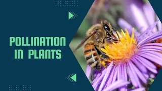 Pollination in Flowers | Plants Life Chp-1 | Class - 6 ICSE | Biology Education