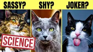 Does Cat Coat Color Reveal Personality Shocking Science Truths