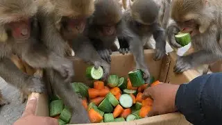 Feeding a group of monkeys carrots and cucumbers || cucumber vs carrot  || monkey love cucumber