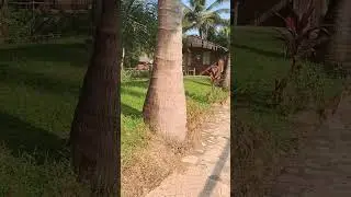Goa Primo Bom Terra Verde