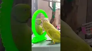 funny mirror reaction #parrot #petbird #parrotvideos #bird #greenparrot #talkingparrot #birdsounds